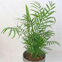 Image result for Bergpalm Chamaedorea Elegans