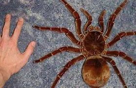 Image result for Goliath Spider Compared to a Finger
