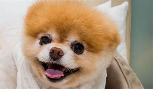 Image result for Cutest Dog in the World Boo Died