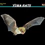 Image result for Vampire Bat Life Cycle