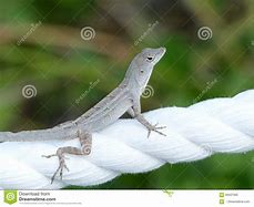 Image result for A Gray Lizard