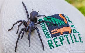 Image result for Australia Biggest Spider