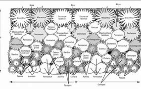 Image result for Climbing Perennial Flowering Vines Full-Sun