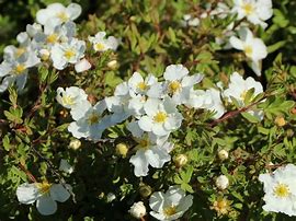 Image result for Potentilla frut. Abbotswood