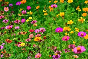 Image result for Flowers in Nature