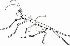 Image result for Stick Insect Outline