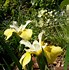 Image result for Helianthus Lemon Queen