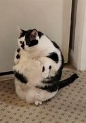 Image result for Funny Cat Jokes Fat