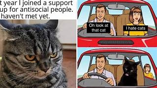 Image result for I Hate Cats Meme