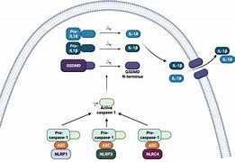 Image result for Nod D Protein