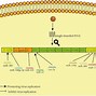 Image result for RNA Genome