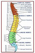 Image result for human spine muscle diagrams