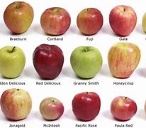 Image result for Apple Variety with Center Pit