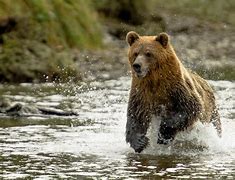 Image result for Grizzly Bear Running