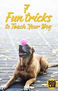 Image result for Funny Teach an Animal Tricks