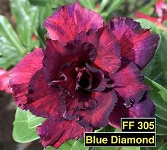 Image result for Galaxy Rose Blue Diamond