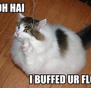 Image result for Buffer Cat Meme
