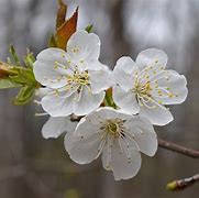 Image result for White Plum Blossom