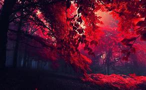 Image result for Red 8K Ultra HD Nature Wallpapers