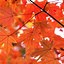 Image result for Autumn Blaze Maple Leaf