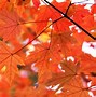 Image result for Maple Wood