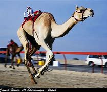 Image result for camel racing robots