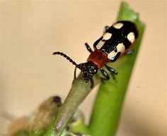 Image result for "asparagus-beetle"