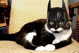 Image result for Batman Cat