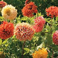 Image result for Gaillardia Frenzy ®