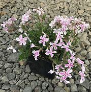 Image result for Phlox subulata Candy Stripe