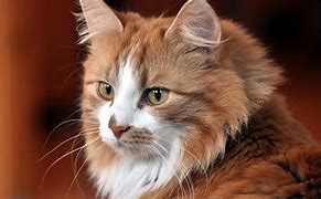 Image result for Cat Wallpaper 1920X1080
