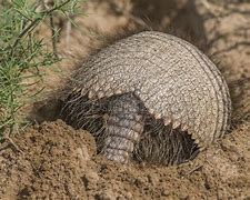 Image result for Armadillo Digging Holes