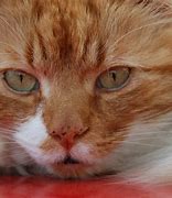 Image result for Ginger Cat Face
