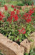 Image result for Heuchera sanguinea Alba