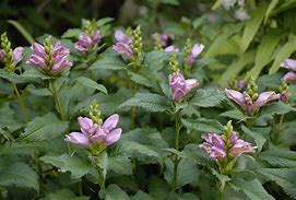 Image result for Chelone lyonii Hot Lips