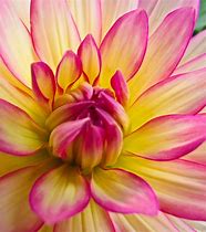 Image result for Pink and Yellow Things