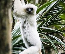 Image result for Silky Sifaka Lemur