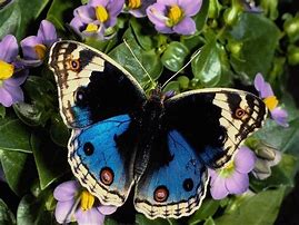 Image result for vlinders