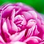 Image result for Pink iPhone Lock Screen