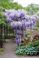 Image result for Wisteria Sinensis