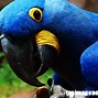 Image result for azul�n