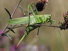 Image result for Cave Cricket