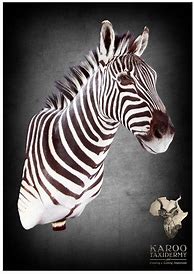 Image result for Zebra Mounts