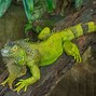 Image result for Exotic Pet Lizards