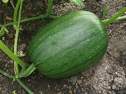 Image result for Types of Green Summer Squash