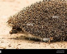 Image result for Hedgehog Running
