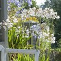 Image result for Agapanthus polar ice