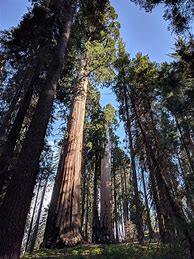 Image result for What Is the Biggest Tree in the World