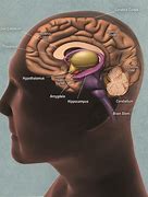 Image result for Brain Sides