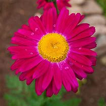 Image result for Tanacetum James Kelway (Coccineum-Group)